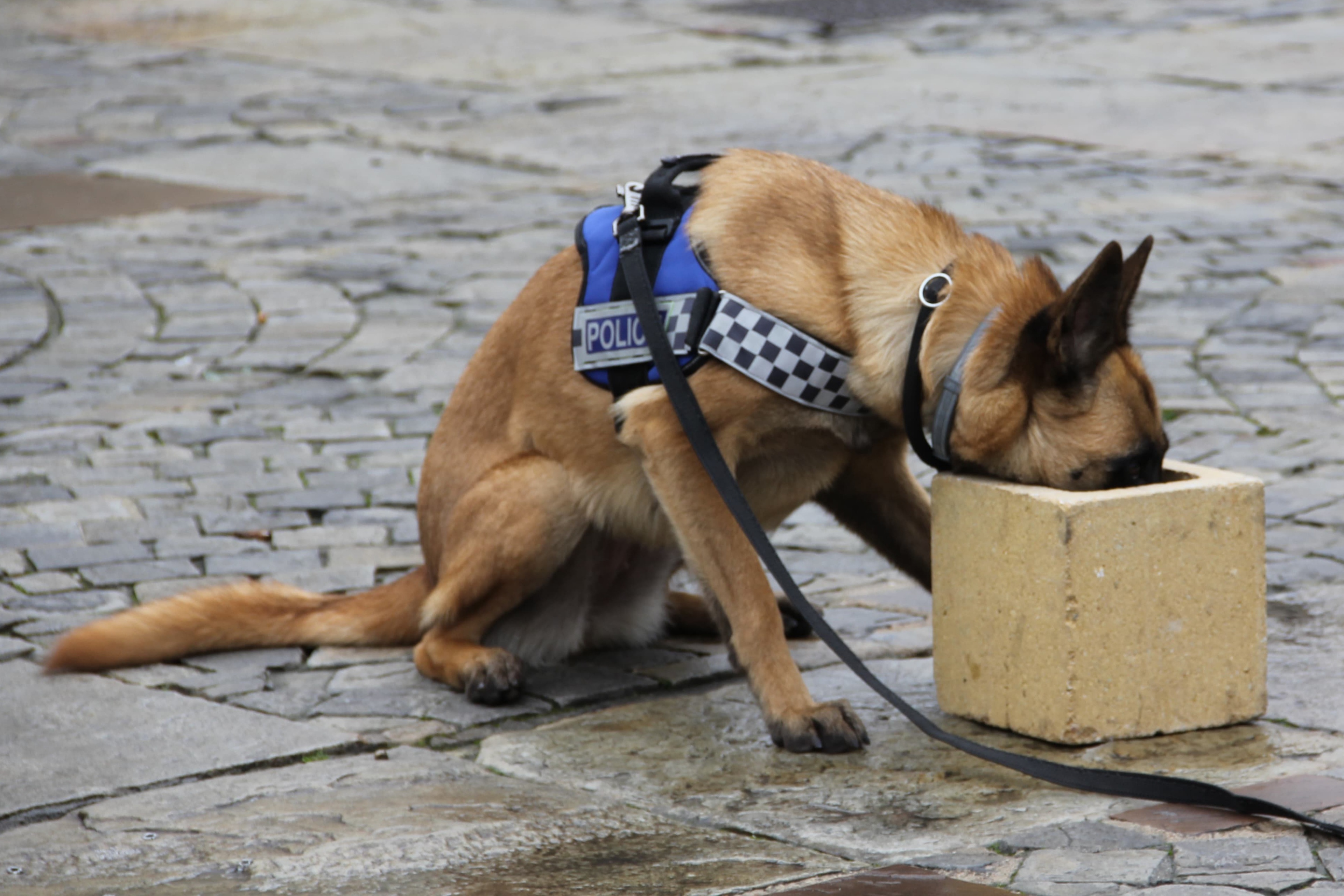 La Policía Local de Palencia puso hace año en marcha la Unidad Canina.