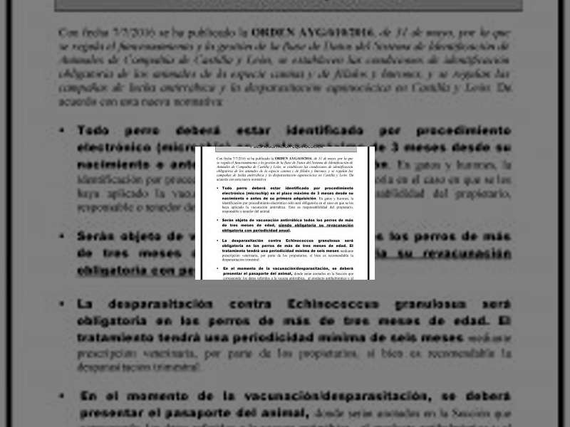 Imagen Convocada la campaña de lucha antirrábica