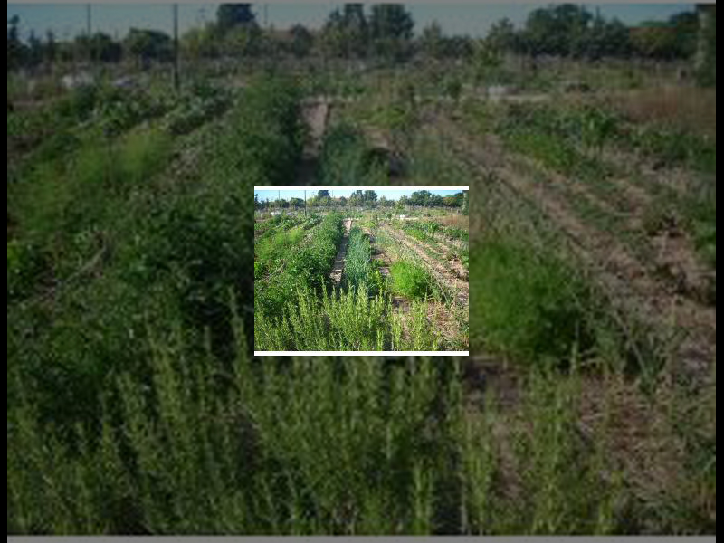 Imagen huertos-ecologicos