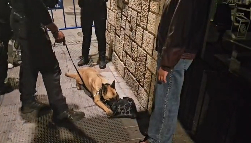 Perro
