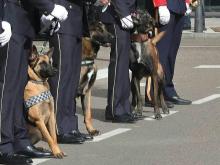 Unijepol ha querido reconocer el papel de este Cuerpo con un galardón que se entregará el día 19 de junio durante la celebración de la Jornada “Proteger y cuidar: el papel de los Servicios Policiales en la defensa de los animales”. El encuentro se celebrará Madrid, en la sede del Ministerio de Derechos Sociales, Consumo y Agenda 2030.