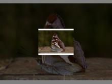 Imagen Ayuntamiento y Asociación de Naturalistas Palentinos ​colaboran para ​estudiar las colonias de mariposas existentes en El Monte el Viejo